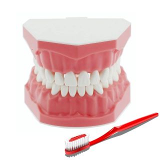 Teeth Brushing Model - Apex